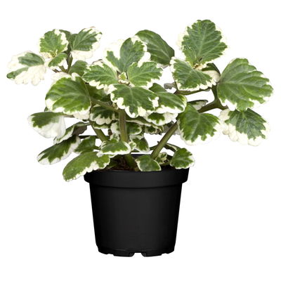 Plectranthus 'Variegata', grün-weiß, Topf -Ø 12 cm, 6 Pflanzen