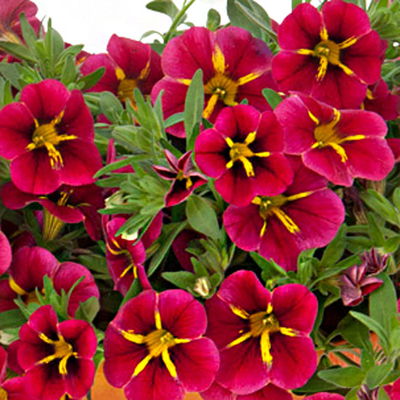 gemischte Sommerblumen-Ampel, rot, Ampeltopf-Ø 27 cm