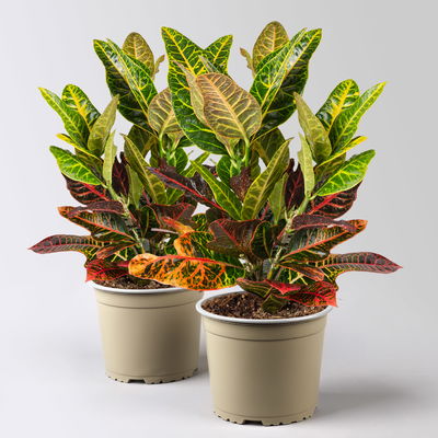 Wunderstrauch 'Excellent', Topf-Ø 17 cm, Höhe ca. 40 cm, 2 Pflanzen Wunderstrauch 'Excellent', Topf-Ø 17 cm, Höhe ca. 40 cm, 2 Pflanzen