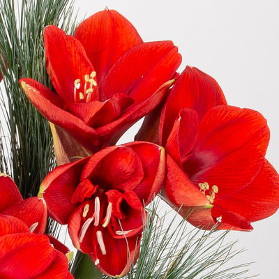 Schnittblumen-Mix aus 3 roten Amaryllis & 3 Seidenkiefer Schnittblumen-Mix aus 3 roten Amaryllis & 3 Seidenkiefer