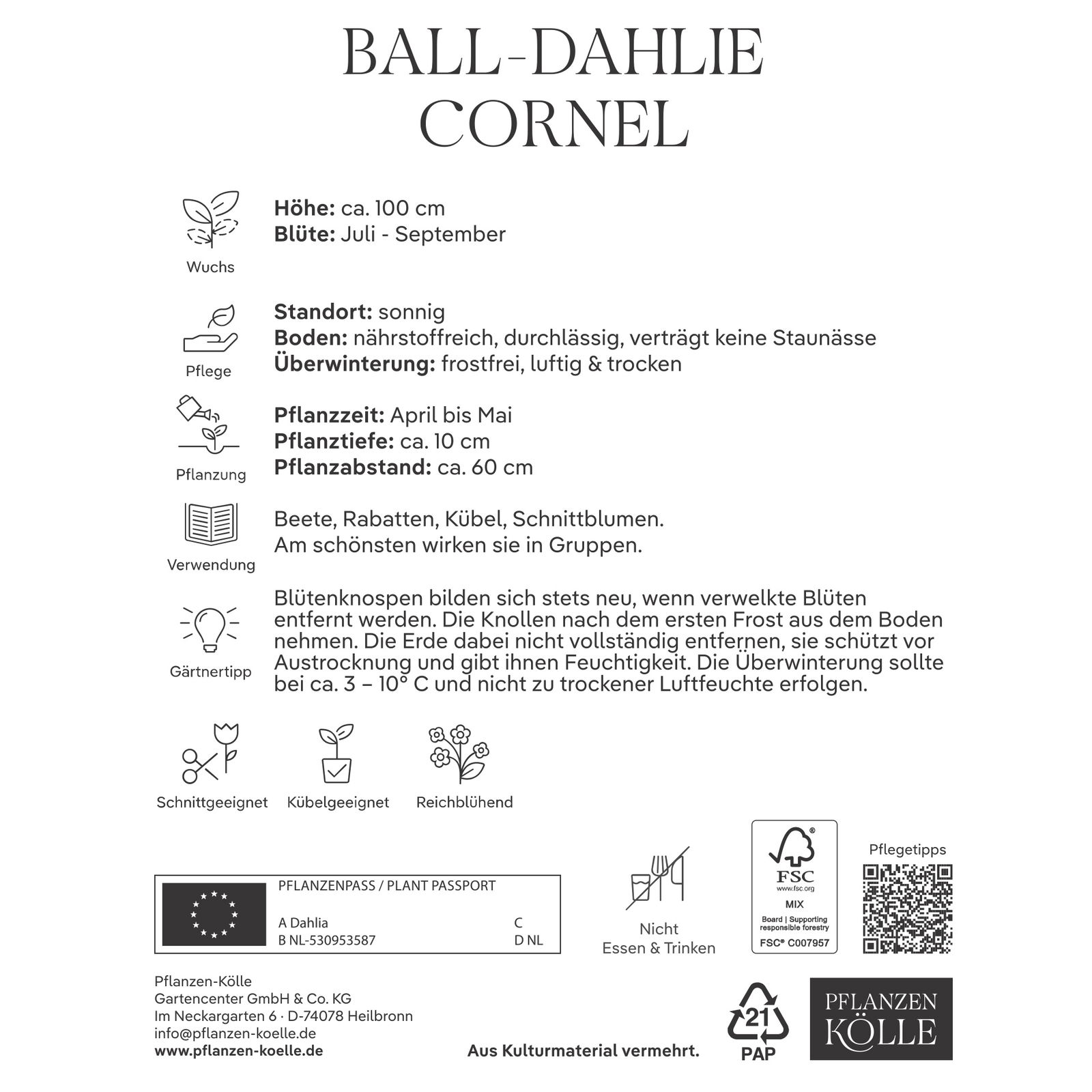 Kölles Beste Blumenknolle, Ball-Dahlie 'Cornel'