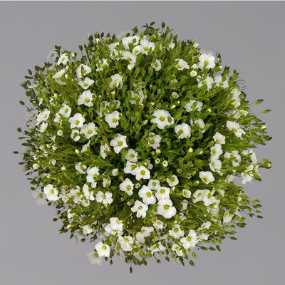 Berg-Sandkraut, weiß, Topf 3 Liter