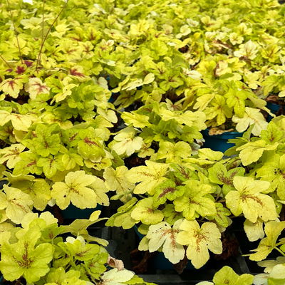 Bio Heucherella 'Stoplight®', creme-weiß Topf-Ø 12 cm, 3 Pflanzen