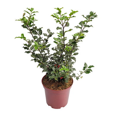 Stechpalme 'Blue Princess'®, 5er-Set, Höhe 30-40 cm, Topf 5 Liter Stechpalme 'Blue Princess'®, 5er-Set, Höhe 30-40 cm, Topf 5 Liter