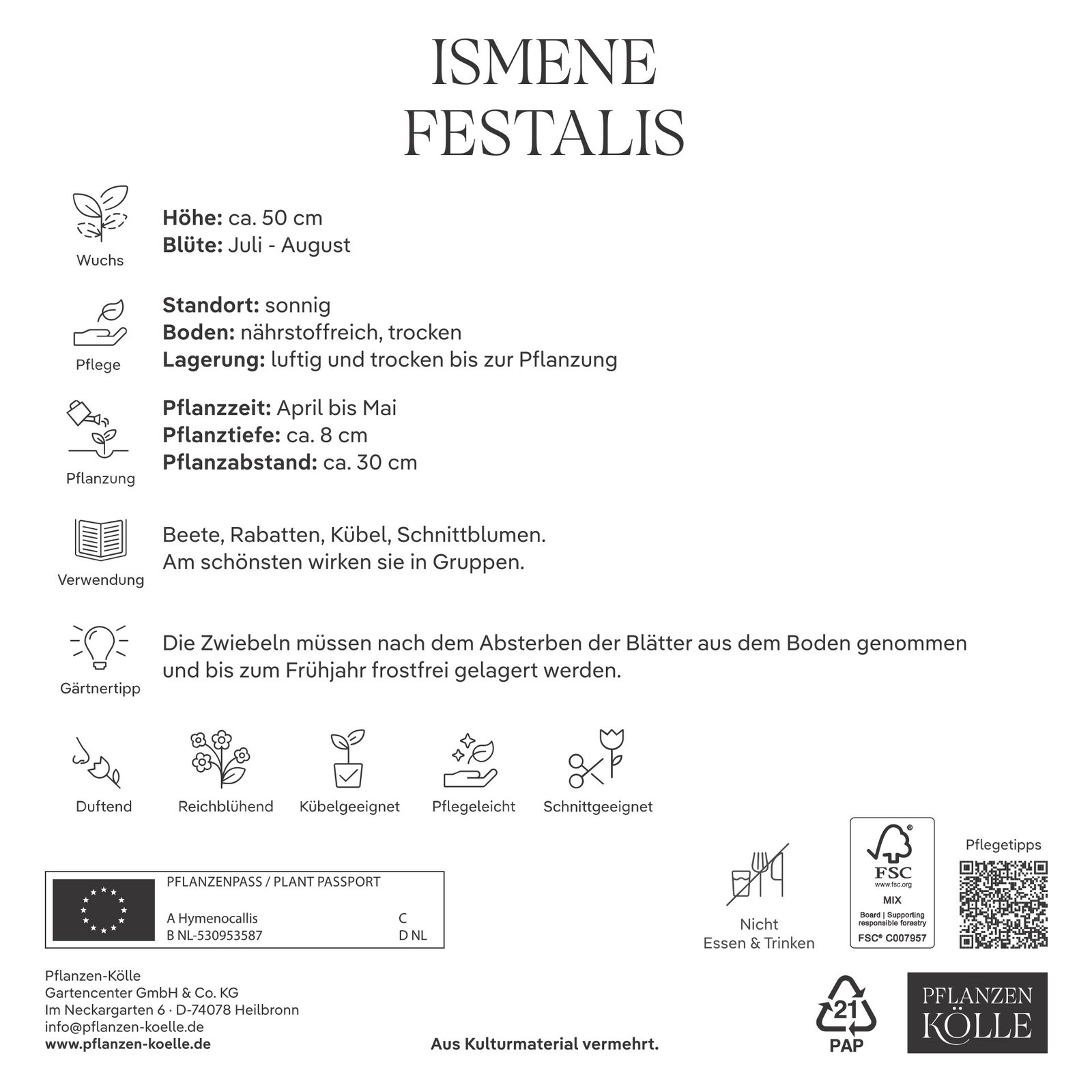 Kölles Beste Indisches Blumenrohr Yellow Humbert Canna, 1 Blumenzwiebel