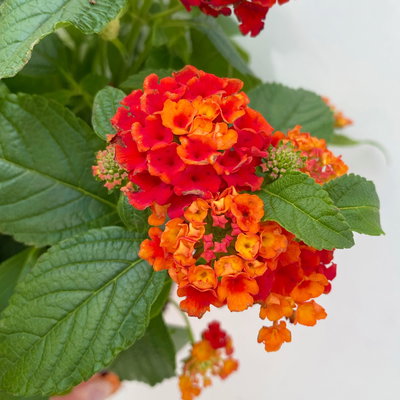 Wandelröschen, rot, Topf-Ø 12 cm, 6 Pflanzen