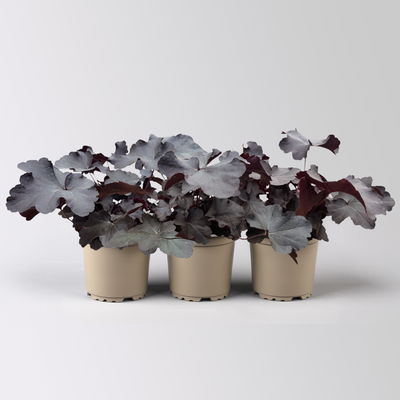 Bio Purpurglöckchen 'Obsidian®', schwarz, Topf-Ø 12 cm, 3 Pflanzen Bio Purpurglöckchen 'Obsidian®', schwarz, Topf-Ø 12 cm, 3 Pflanzen