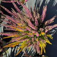 Calluna 'Beauty Ladies® Symphony', rot-orange, Topf-Ø 12 cm, 3 Pflanzen