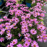 Bio Kissenaster 'Herbstgruß vom Bresserhof' rosa, Topf 11x11 cm, 3 Pflanzen Bio Kissenaster 'Herbstgruß vom Bresserhof' rosa, Topf 11x11 cm, 3 Pflanzen