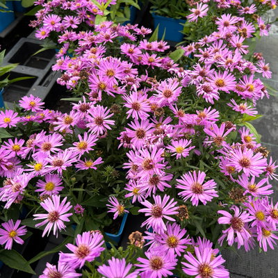 Bio Kissenaster 'Herbstgruß vom Bresserhof' rosa, Topf 11x11 cm, 3 Pflanzen Bio Kissenaster 'Herbstgruß vom Bresserhof' rosa, Topf 11x11 cm, 3 Pflanzen