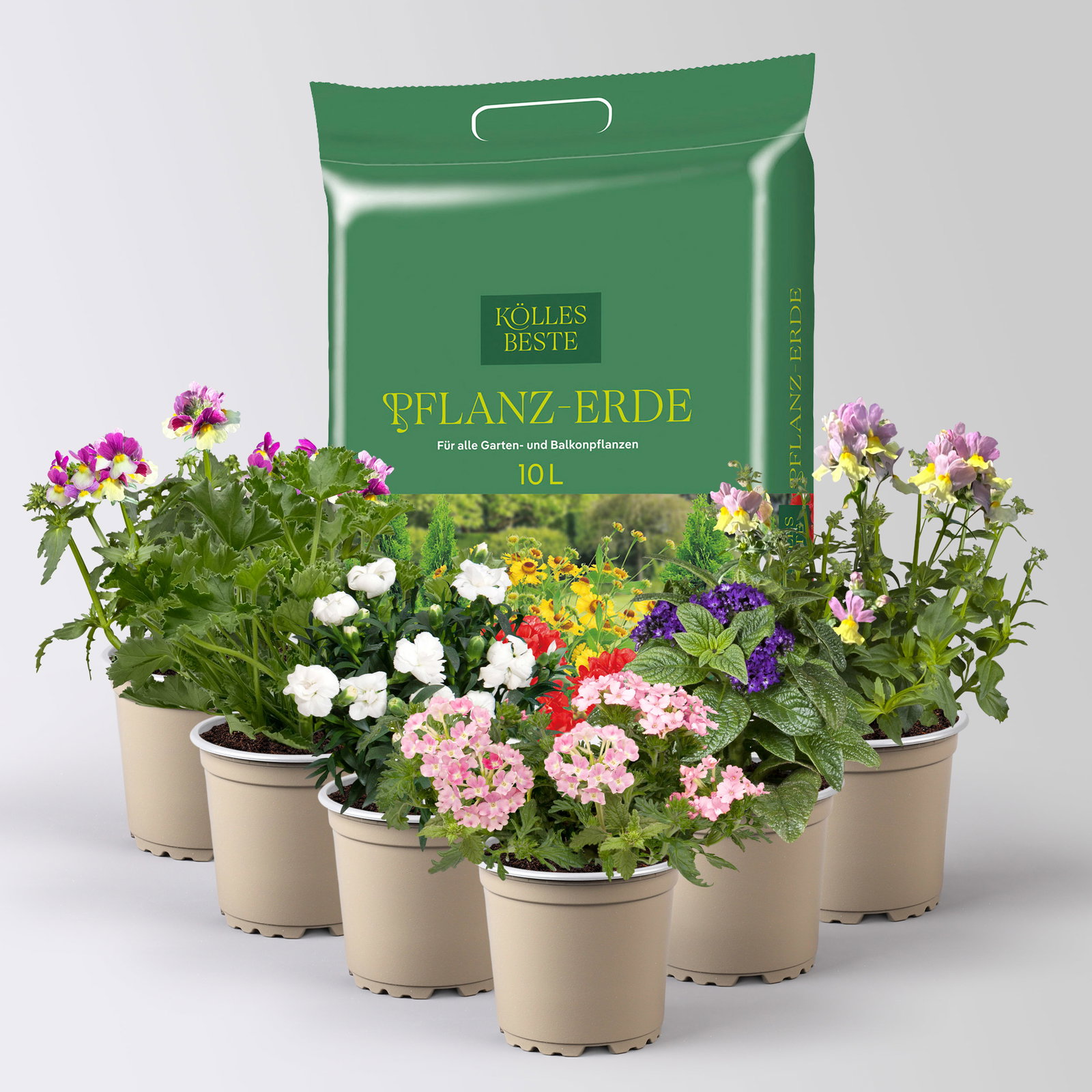 Pflanzenkreation 'Duft', 6 Pflanzen inkl. Erde