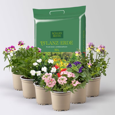 Pflanzenkreation 'Duft', 6 Pflanzen inkl. Erde