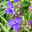 Dreimasterblume, violettblau, Topf 11x11 cm, 3 Pflanzen Dreimasterblume, violettblau, Topf 11x11 cm, 3 Pflanzen
