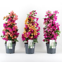 Bougainvillea, Pyramide Duo, Farben zufällig, Topf-Ø 19 cm, Höhe ca. 60-70 cm