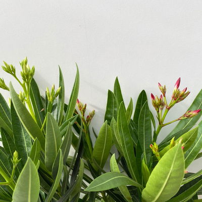 Oleander 'Trio', bunt, Topf-Ø 15 cm, Höhe ca. 40 cm 2 Pflanzen Oleander 'Trio', bunt, Topf-Ø 15 cm, Höhe ca. 40 cm 2 Pflanzen