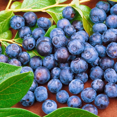 Heidelbeeren 'Frühe Ernte', 4er-Set, Topf je 2 Liter