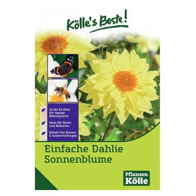 Kölles Beste Blumenknollen Einfache Dahlie 'Sonnenblume'