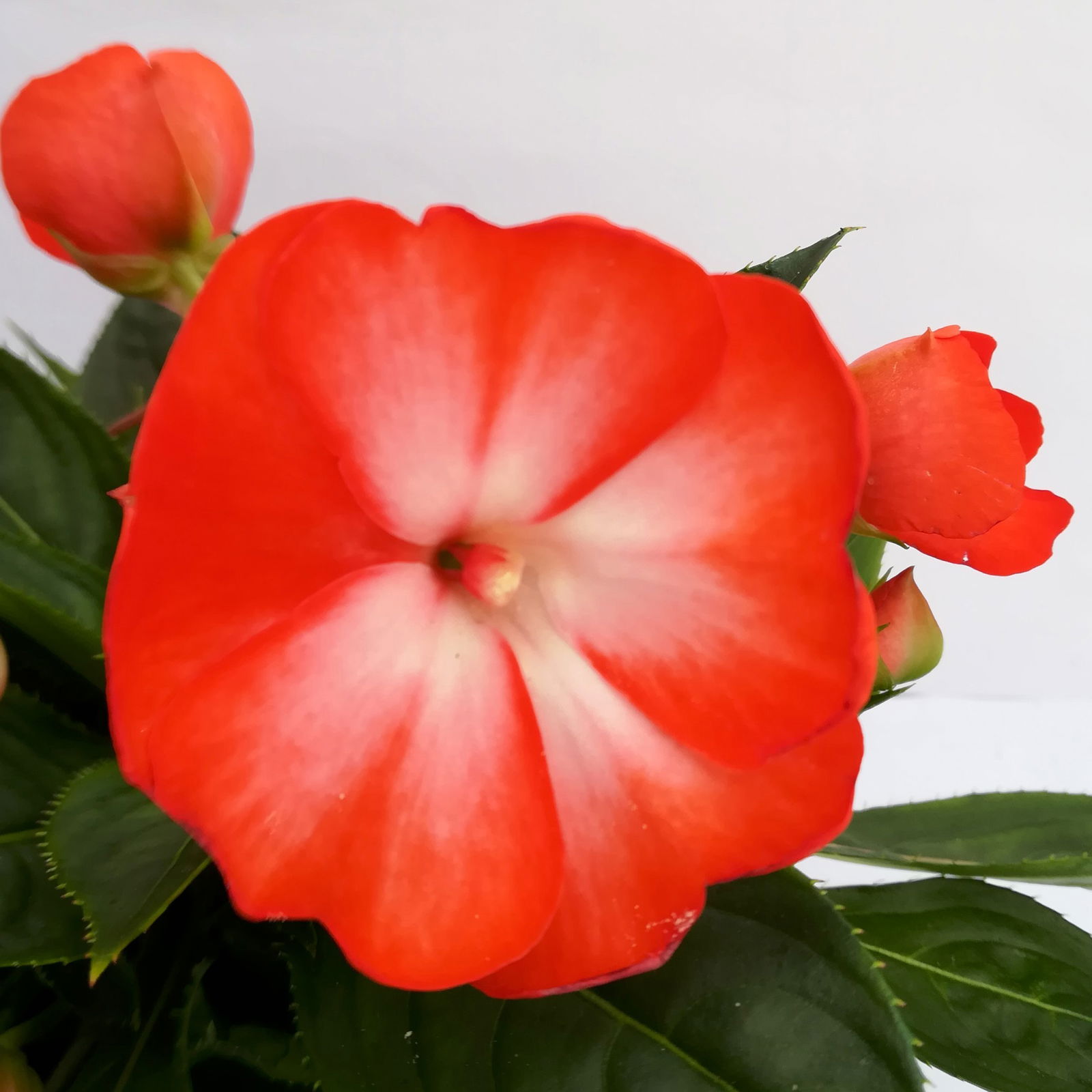 Edellieschen, zweifarbig zufällig, Topf-Ø 12 cm, 6 Pflanzen