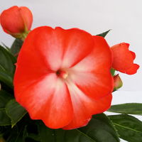 Edellieschen, zweifarbig zufällig, Topf-Ø 12 cm, 6 Pflanzen