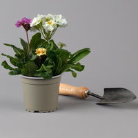 Hohe Schlüsselblume 'Trio' Farbe zufällig, Topf-Ø 14 cm, 4er-Set