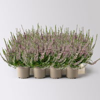 Knospenheide, lila, Topf-Ø 10,5/11 cm, 8 Pflanzen