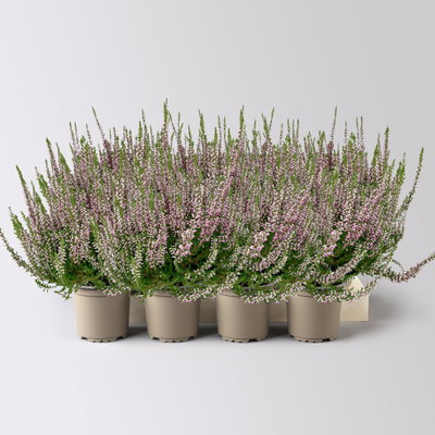 Knospenheide, lila, Topf-Ø 10,5/11 cm, 8 Pflanzen Knospenheide, lila, Topf-Ø 10,5/11 cm, 8 Pflanzen