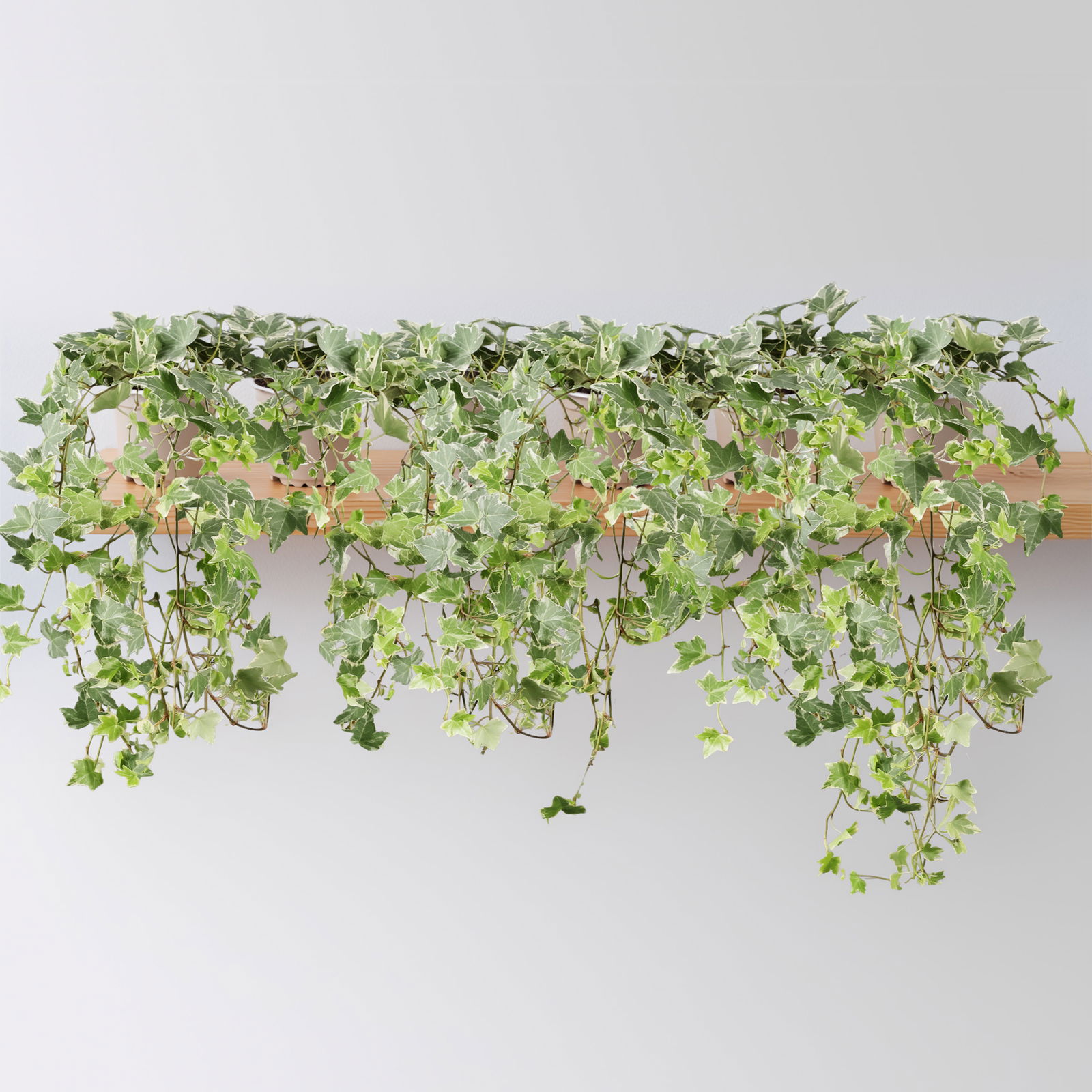 Weißbunter Efeu, Topf-Ø 12/13 cm, 6 Pflanzen Weißbunter Efeu, Topf-Ø 12/13 cm, 6 Pflanzen