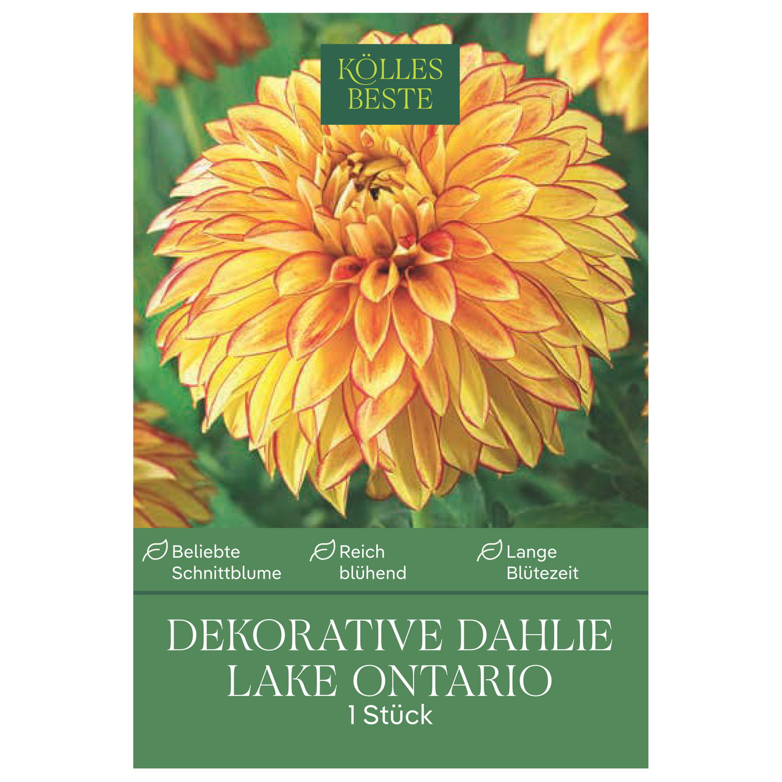 Kölles Beste Blumenknolle, Dekorative Dahlie 'Lake Ontario'