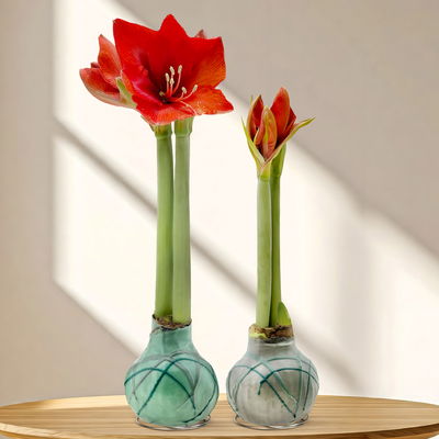 Amaryllis in Wachs, Dekor 'Forest', Farbe zufällig, Blüte rot, 2 Pflanzen Amaryllis in Wachs, Dekor 'Forest', Farbe zufällig, Blüte rot, 2 Pflanzen