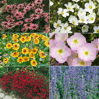 Insektenfreundliches Stauden Set, 18 Pflanzen für 3 m², bunt