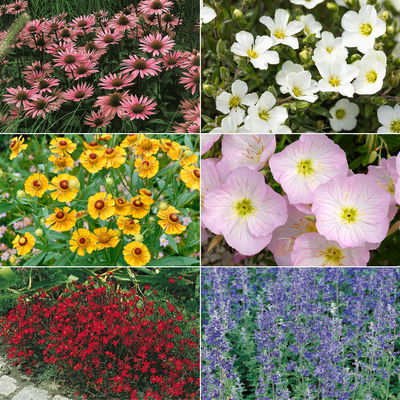 Insektenfreundliches Stauden Set, 18 Pflanzen für 3 m², bunt