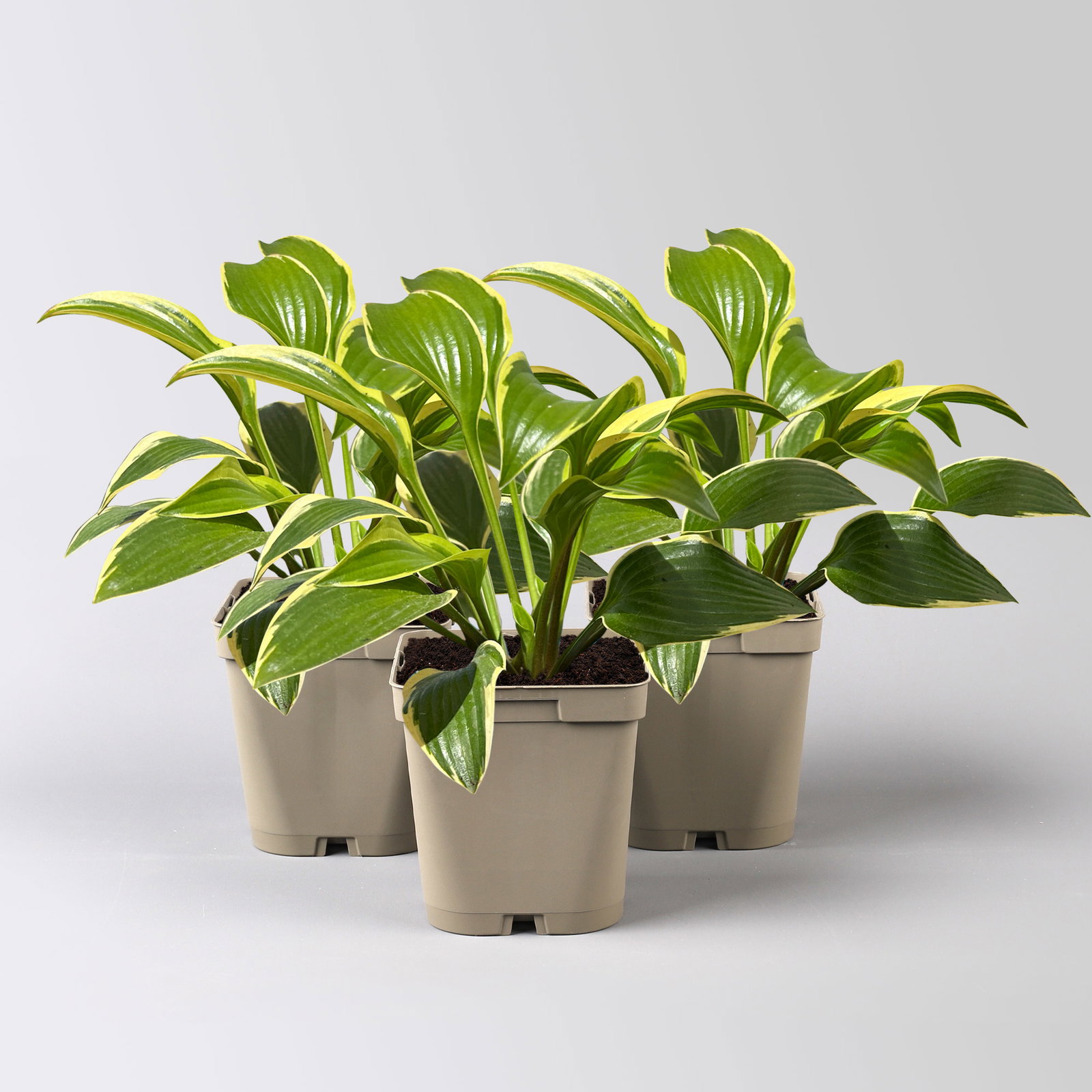 Bio Funkien 'Queen Josephine' lila, Topf 11x11 cm, 3 Pflanzen Bio Funkien 'Queen Josephine' lila, Topf 11x11 cm, 3 Pflanzen