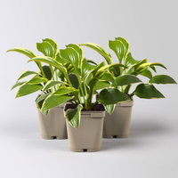 Bio Funkien 'Queen Josephine' lila, Topf 11x11 cm, 3 Pflanzen Bio Funkien 'Queen Josephine' lila, Topf 11x11 cm, 3 Pflanzen