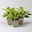 Bio Funkien 'Queen Josephine' lila, Topf 11x11 cm, 3 Pflanzen Bio Funkien 'Queen Josephine' lila, Topf 11x11 cm, 3 Pflanzen