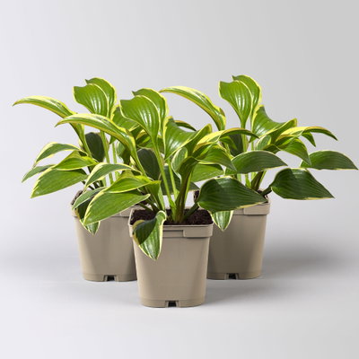 Bio Funkien 'Queen Josephine' lila, Topf 11x11 cm, 3 Pflanzen Bio Funkien 'Queen Josephine' lila, Topf 11x11 cm, 3 Pflanzen