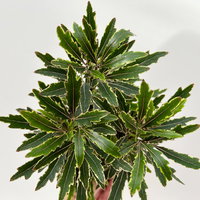 Fingerarale 'Bianca', Topf-Ø 12 cm, inkl. Keramikübertopf, 2 Pflanzen