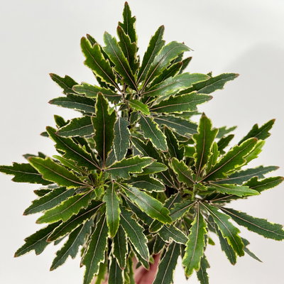 Fingerarale 'Bianca', Topf-Ø 12 cm, inkl. Keramikübertopf, 2 Pflanzen