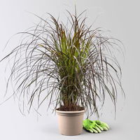 Lampenputzergras 'Rubrum' rot, Topf-Ø 21 cm