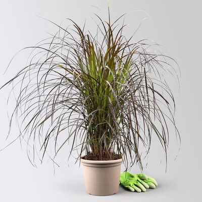 Lampenputzergras 'Rubrum' rot, Topf-Ø 21 cm Lampenputzergras 'Rubrum' rot, Topf-Ø 21 cm