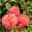 Duftende Edelrose 'Augusta Luise®', rose - aprikot, Topf 5 Liter