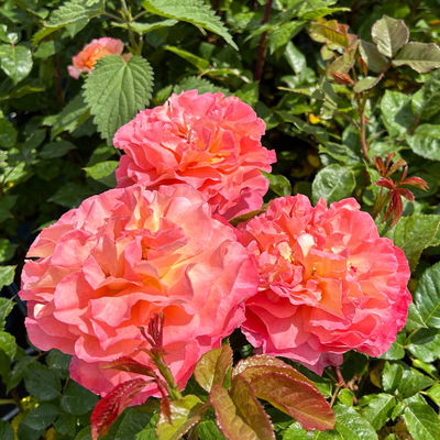 Duftende Edelrose 'Augusta Luise®', rose - aprikot, Topf 5 Liter Duftende Edelrose 'Augusta Luise®', rose - aprikot, Topf 5 Liter