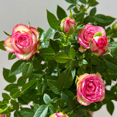 Rose 'Carousel Kordana®Classic', creme-rosa, Topf-Ø 10,5 cm, 3 Pflanzen