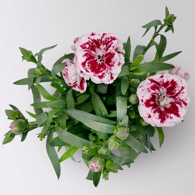 Landnelke 'Oscar®', Farbe zufällig, Topf-Ø 9 cm, 8 Pflanzen