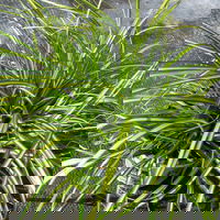 Bio Gartensegge 'Eversheen', Topf-Ø 12 cm, 3 Pflanzen