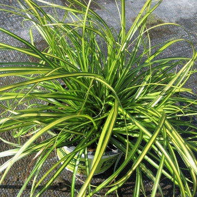 Bio Gartensegge 'Eversheen', gelb-grün, Topf-Ø 12 cm, 3 Pflanzen Bio Gartensegge 'Eversheen', gelb-grün, Topf-Ø 12 cm, 3 Pflanzen