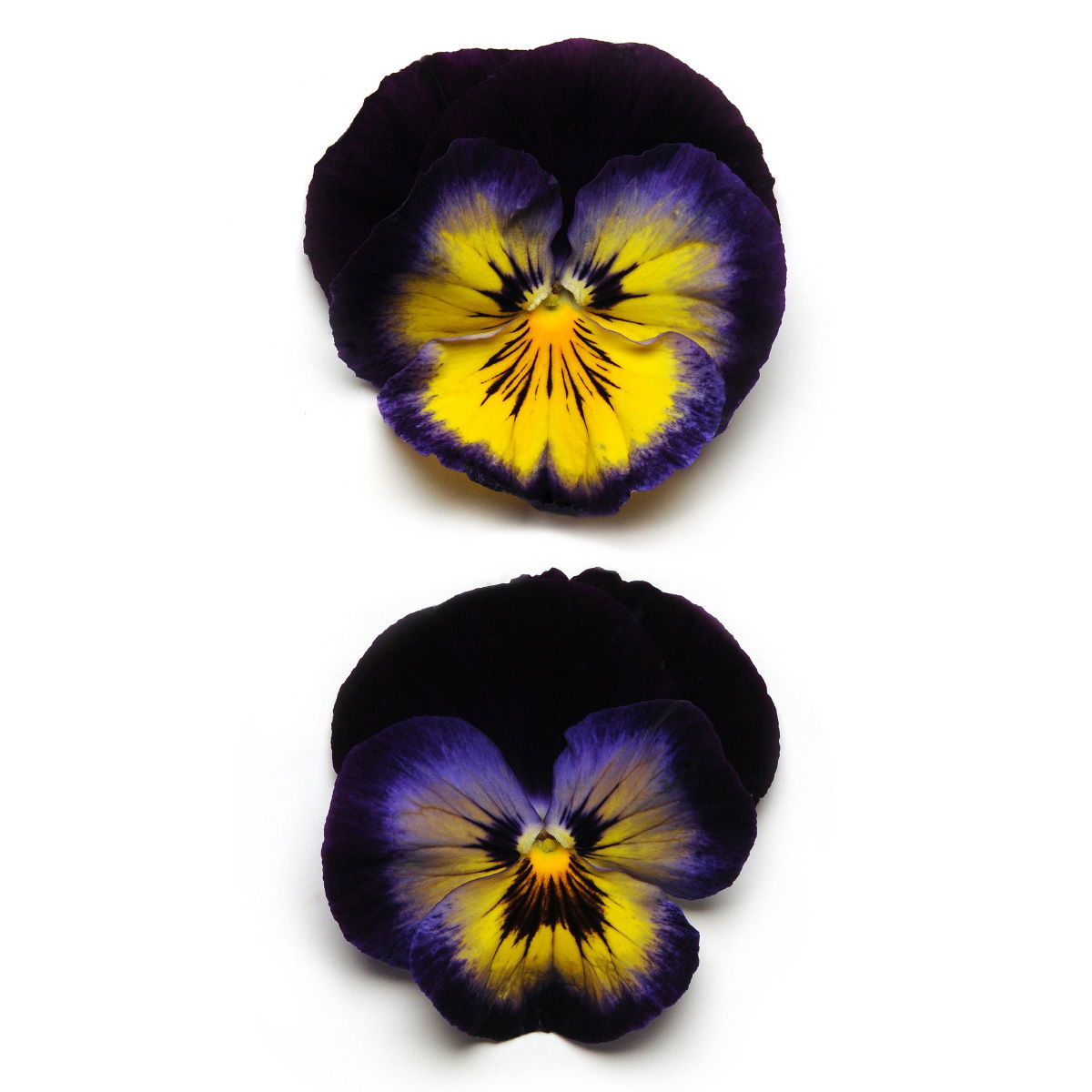 Stiefmütterchen 'Matrix Midnight Glow®' blau, Topf-Ø 13 cm, 6 Pflanzen