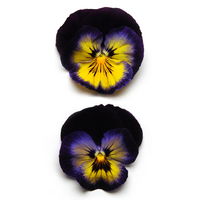 Stiefmütterchen 'Matrix Midnight Glow®' blau, Topf-Ø 13 cm, 6 Pflanzen