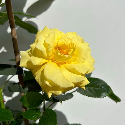 Beetrose 'Westart®' gelb, Topf 5 Liter, 4 Pflanzen Beetrose 'Westart®' gelb, Topf 5 Liter, 4 Pflanzen