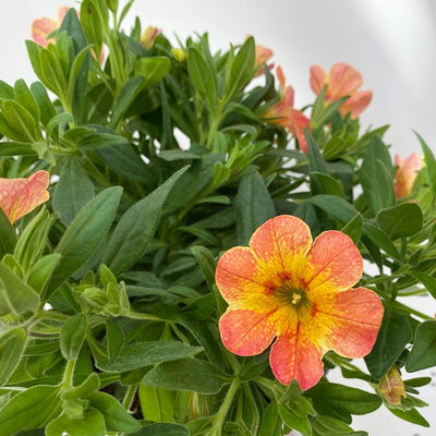 Zauberglöckchen 'Chameleon® Sunshine Berry' rosa-gelb, Topf-Ø 13 cm, 6 Pflanzen