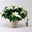 Bio Herbsttern, Euphorbia 'Princettia®', weiß, Topf-Ø 17 cm Bio Herbsttern, Euphorbia 'Princettia®', weiß, Topf-Ø 17 cm